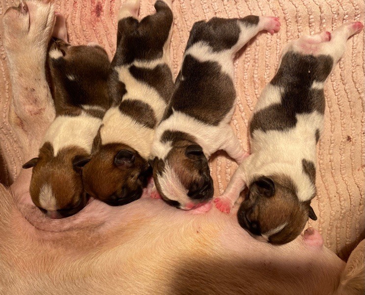 chiot Bouledogue français Le parfum des lavandes