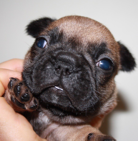 CHIOTS DISPONIBLES