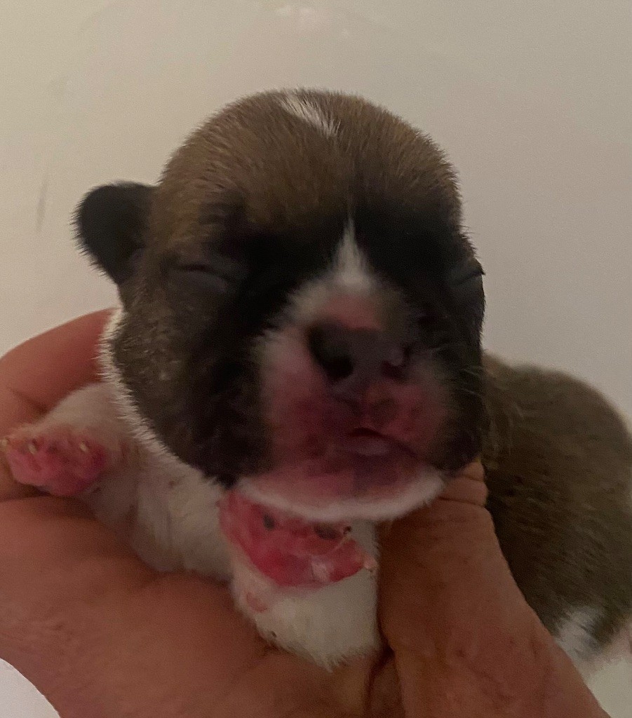 Le parfum des lavandes - Chiots disponibles - Bouledogue français