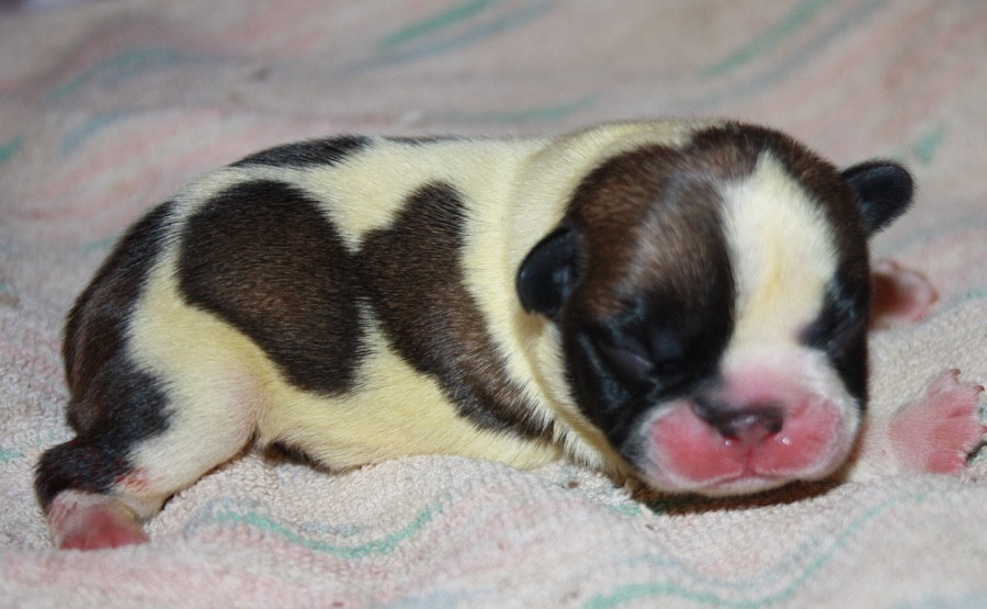 Le parfum des lavandes - Chiots disponibles - Bouledogue français