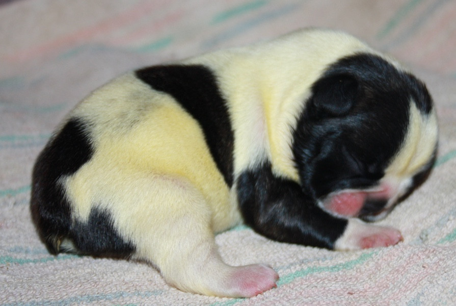 Le parfum des lavandes - Chiots disponibles - Bouledogue français