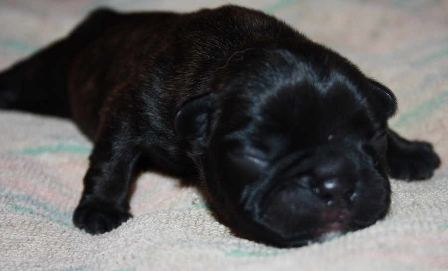 Le parfum des lavandes - Chiots disponibles - Bouledogue français