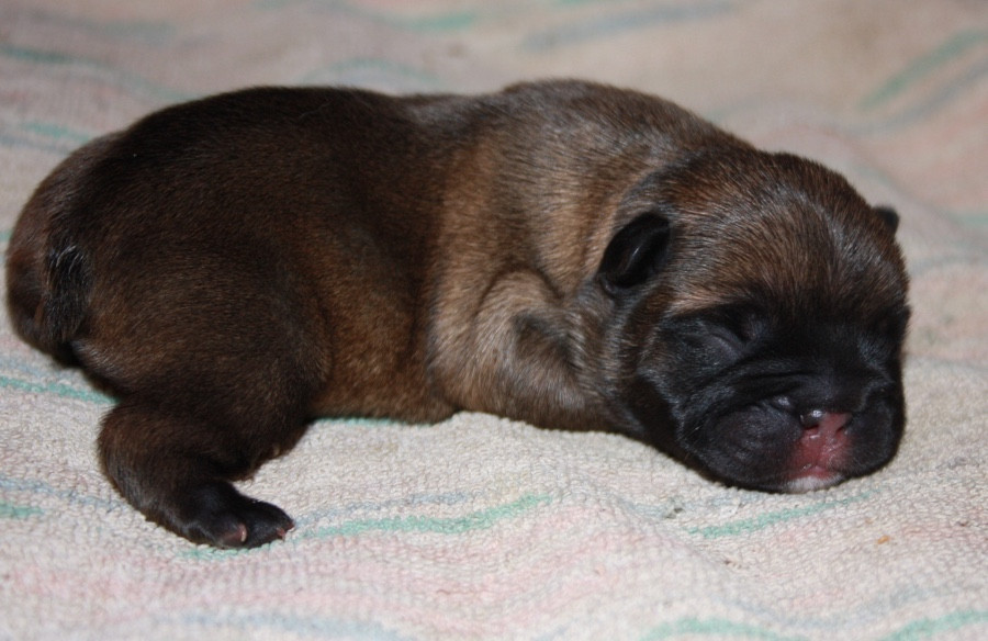 Le parfum des lavandes - Chiots disponibles - Bouledogue français
