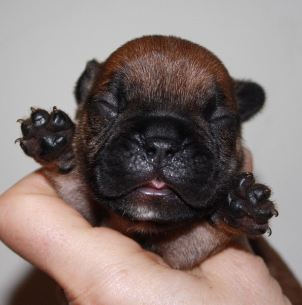 Le parfum des lavandes - Chiots disponibles - Bouledogue français