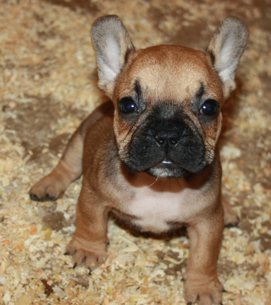 Le parfum des lavandes - Chiots disponibles - Bouledogue français