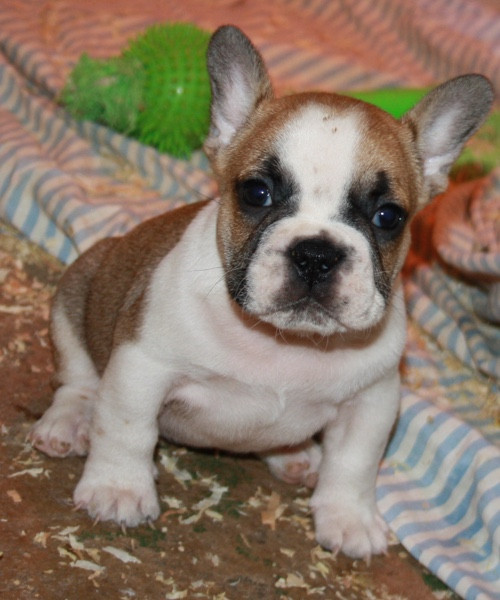 Le parfum des lavandes - Chiots disponibles - Bouledogue français