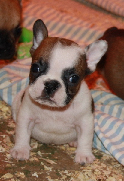 Le parfum des lavandes - Chiots disponibles - Bouledogue français