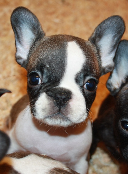 Le parfum des lavandes - Chiots disponibles - Bouledogue français