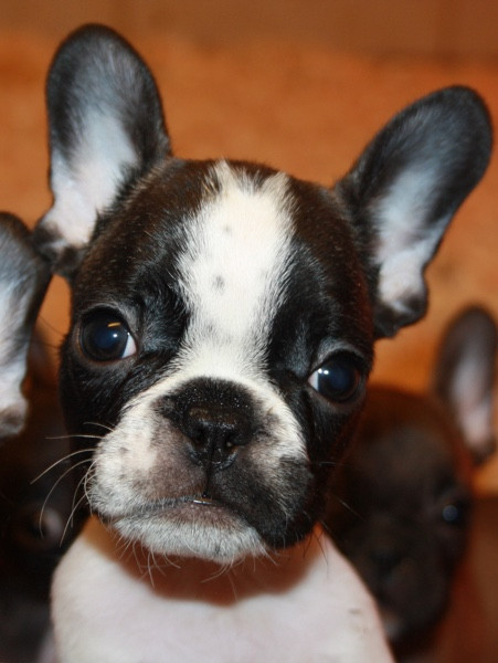 Le parfum des lavandes - Chiots disponibles - Bouledogue français