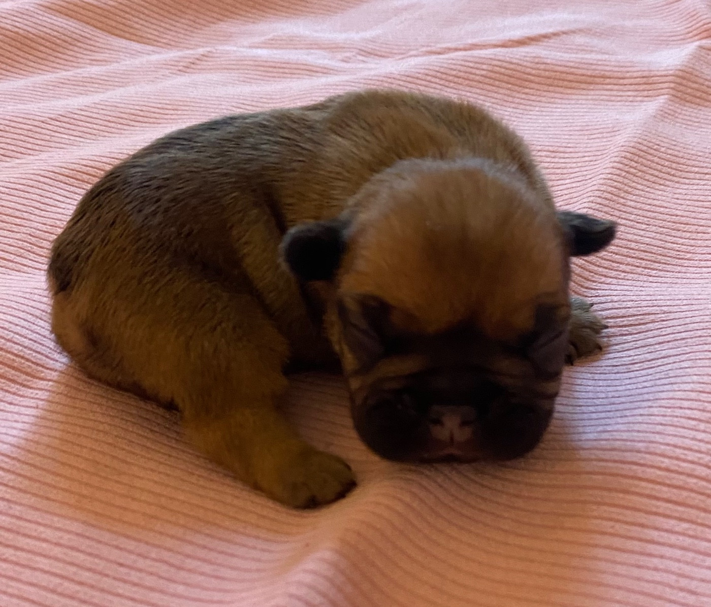 Le parfum des lavandes - Chiots disponibles - Bouledogue français