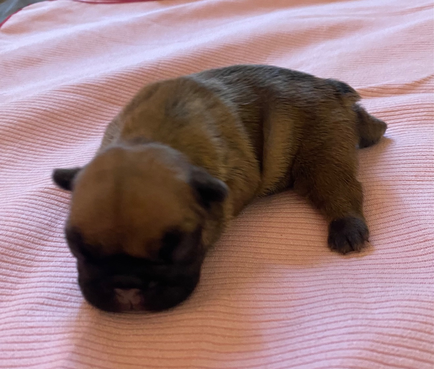 Le parfum des lavandes - Chiots disponibles - Bouledogue français