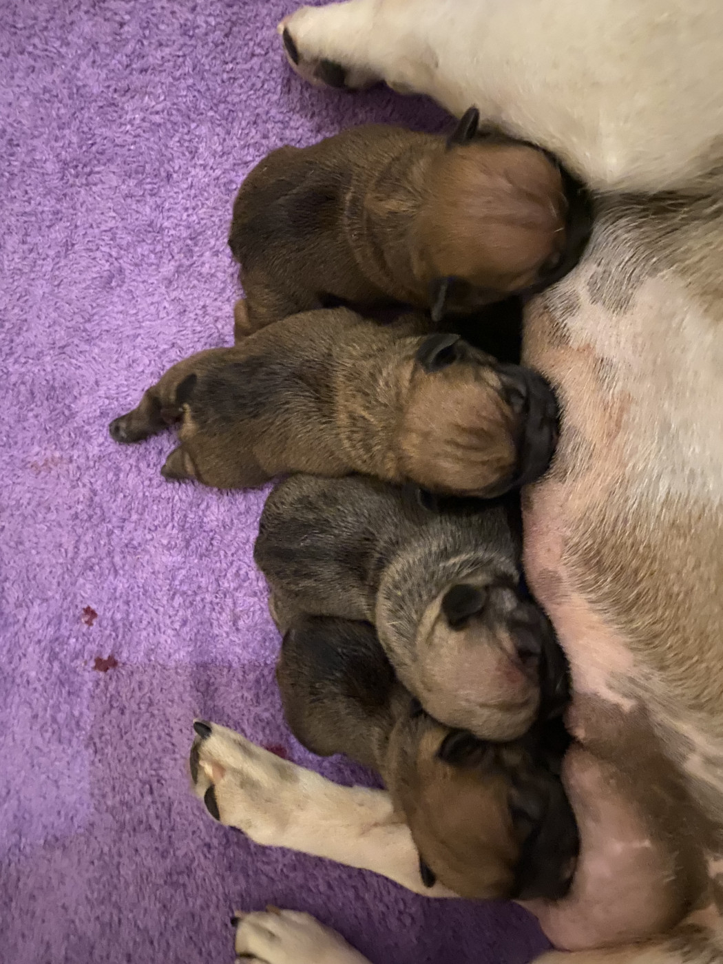 Chiot Bouledogue français Le parfum des lavandes