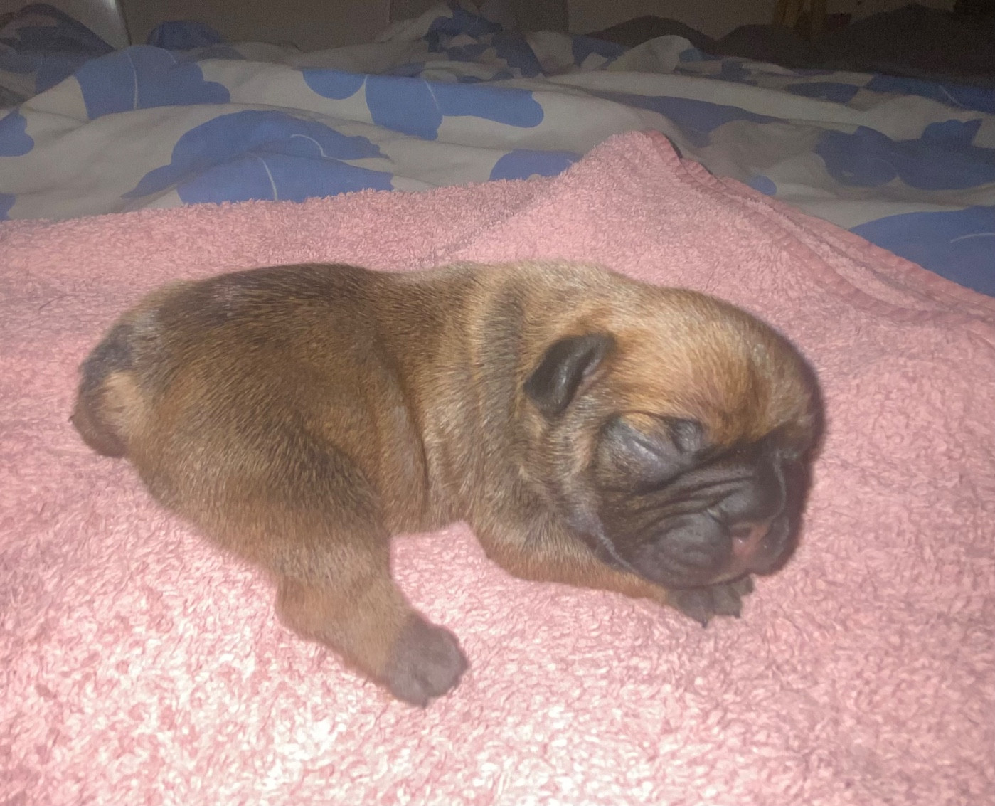 Le parfum des lavandes - Chiots disponibles - Bouledogue français