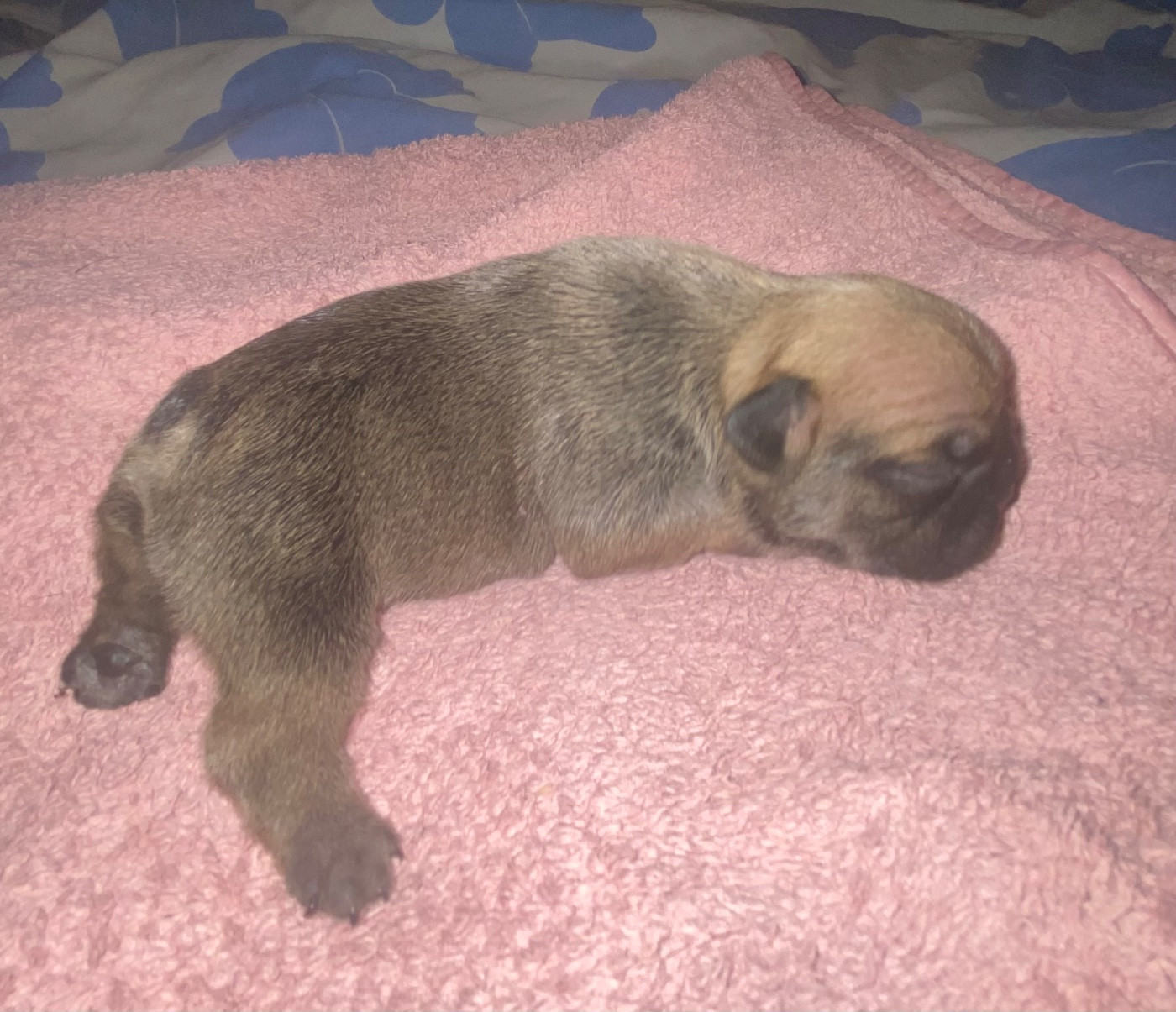 Le parfum des lavandes - Chiots disponibles - Bouledogue français