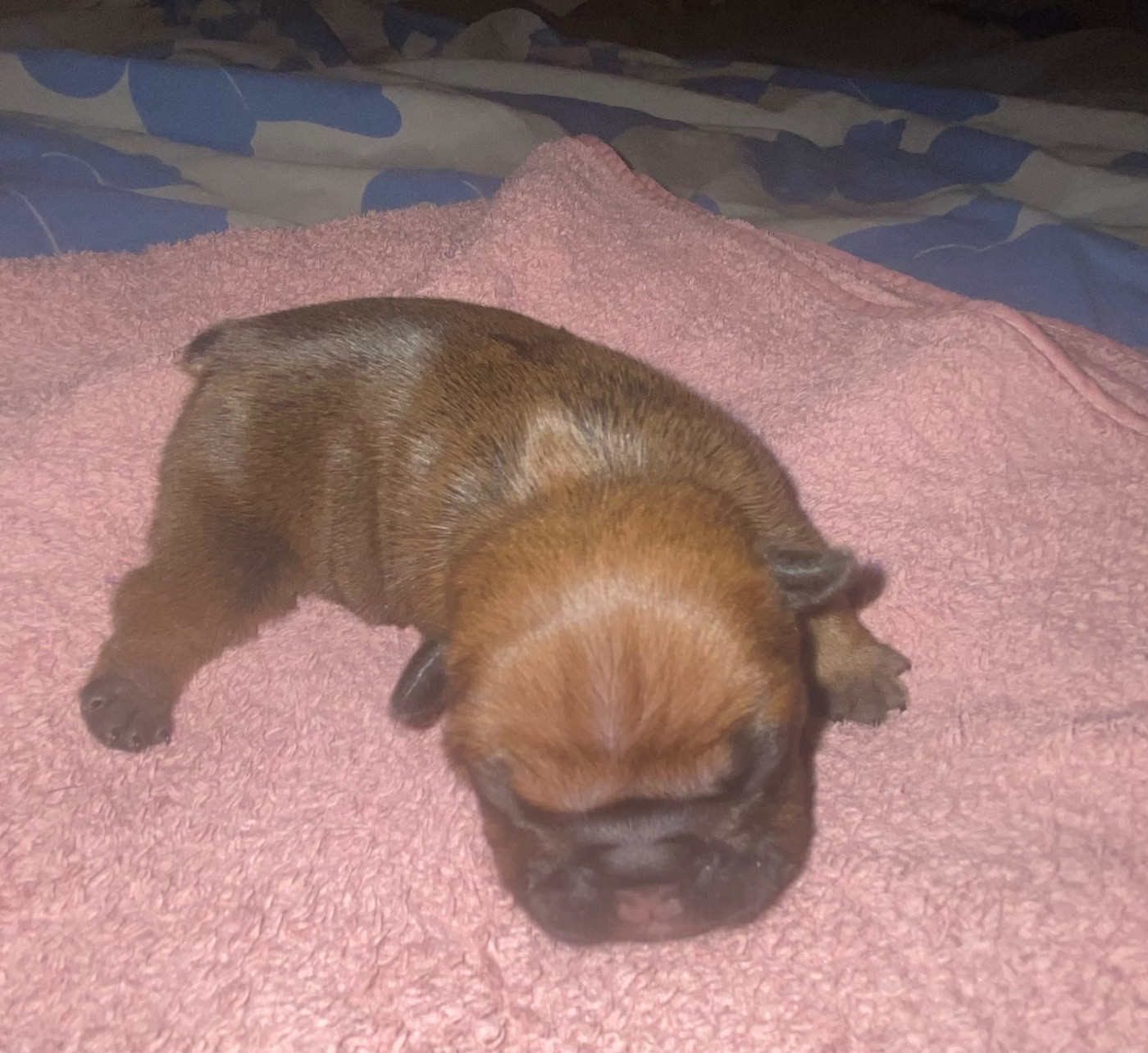 Le parfum des lavandes - Chiots disponibles - Bouledogue français