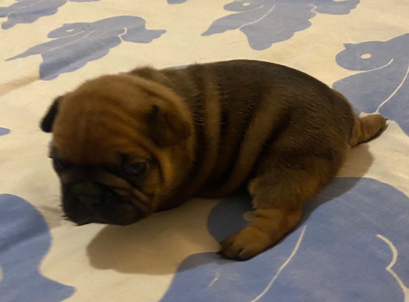 Le parfum des lavandes - Chiots disponibles - Bouledogue français