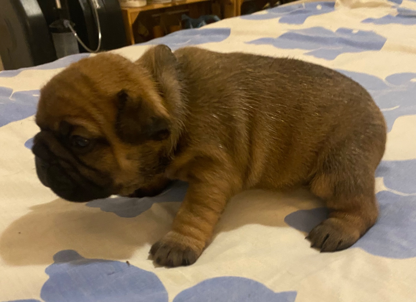 Le parfum des lavandes - Chiots disponibles - Bouledogue français