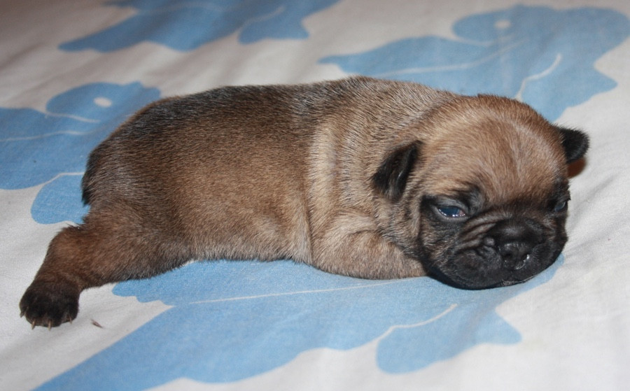 Le parfum des lavandes - Chiots disponibles - Bouledogue français