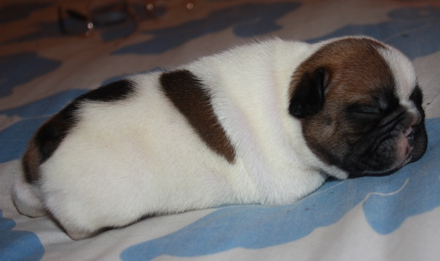 Le parfum des lavandes - Chiots disponibles - Bouledogue français