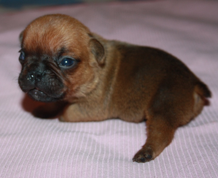 Le parfum des lavandes - Chiots disponibles - Bouledogue français