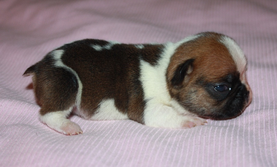 Le parfum des lavandes - Chiots disponibles - Bouledogue français