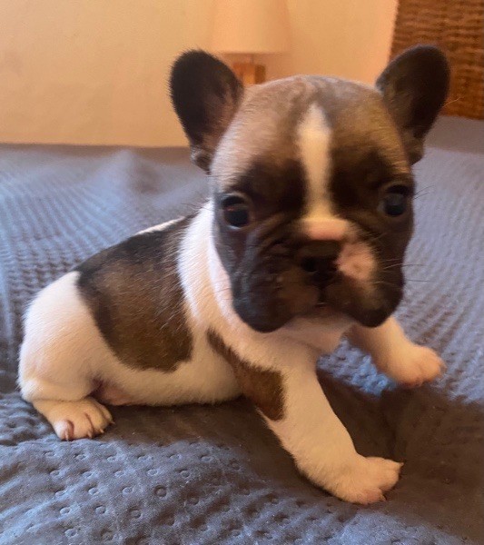 Le parfum des lavandes - Chiots disponibles - Bouledogue français