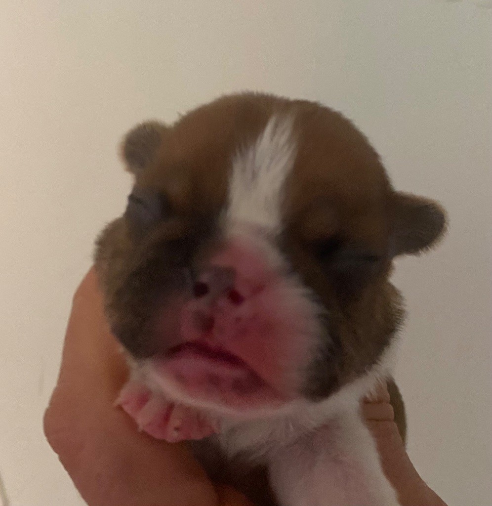 Le parfum des lavandes - Chiots disponibles - Bouledogue français
