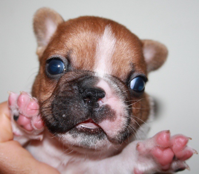 CHIOT 2