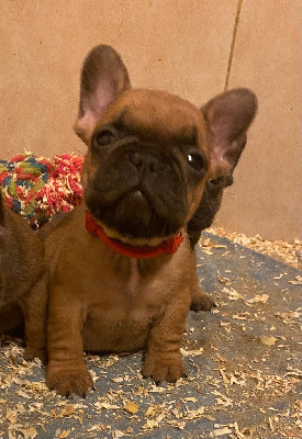 CHIOT 4