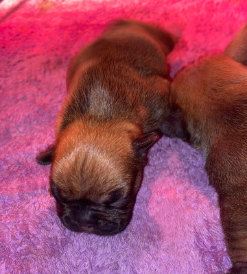 Chiot N°4