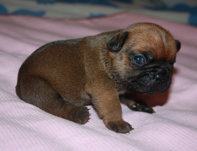 Chiot N°1