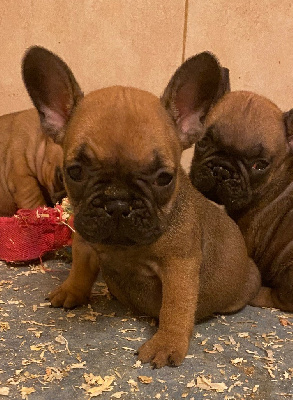 CHIOT 6
