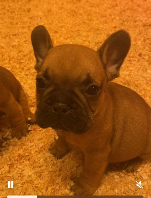 CHIOT 1