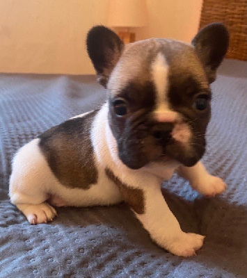 CHIOT 1
