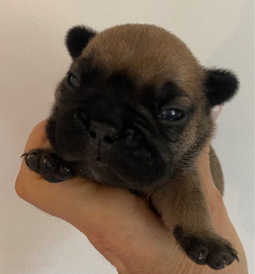 CHIOT 3