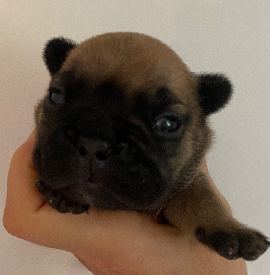 CHIOT 1