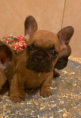 CHIOT 5