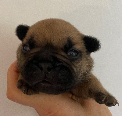 CHIOT 2