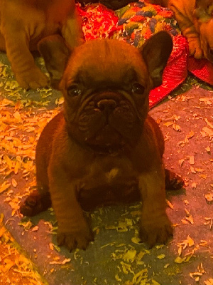 CHIOT 3