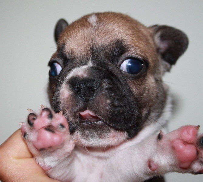 Le parfum des lavandes - Chiots disponibles - Bouledogue français