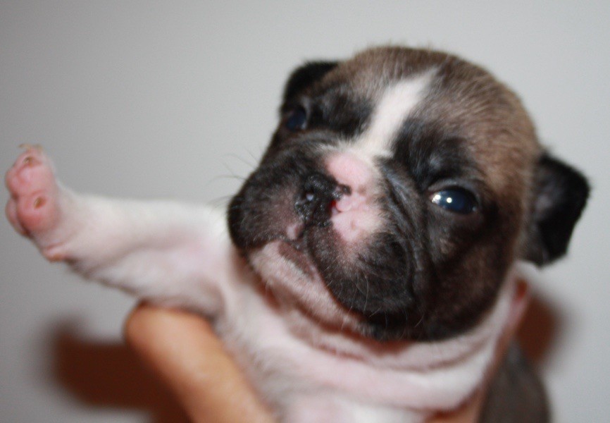 Le parfum des lavandes - Chiots disponibles - Bouledogue français