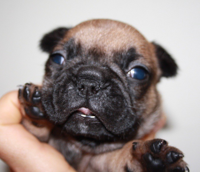 Le parfum des lavandes - Chiots disponibles - Bouledogue français